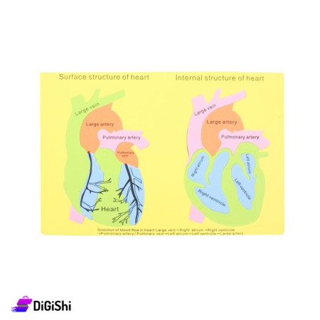Parts of the Heart Puzzle Game - Yellow