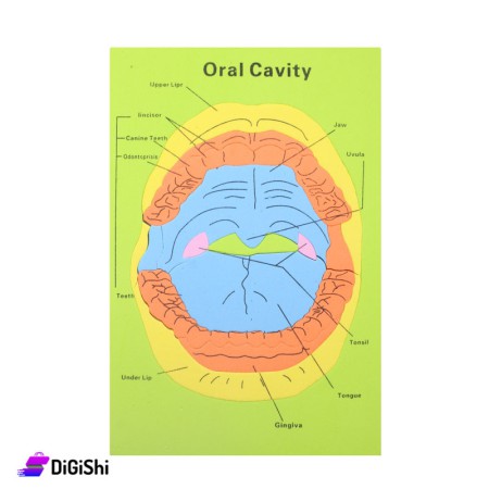 Parts of the Oral Cavity Puzzle Game - Green