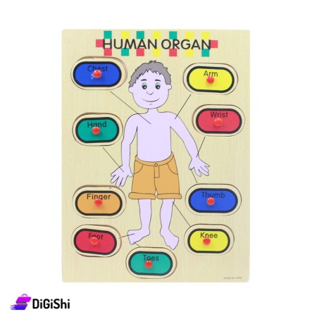 لعبة بازل أعضاء الجسم الإنكليزية - بيج